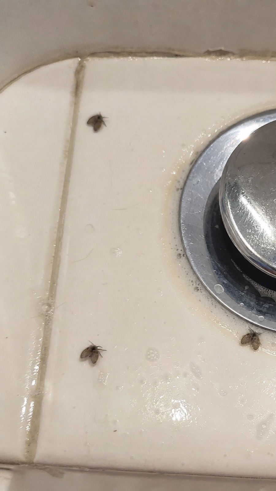 Piccoli moscerini pelosi intorno al lavabo ogni mattina