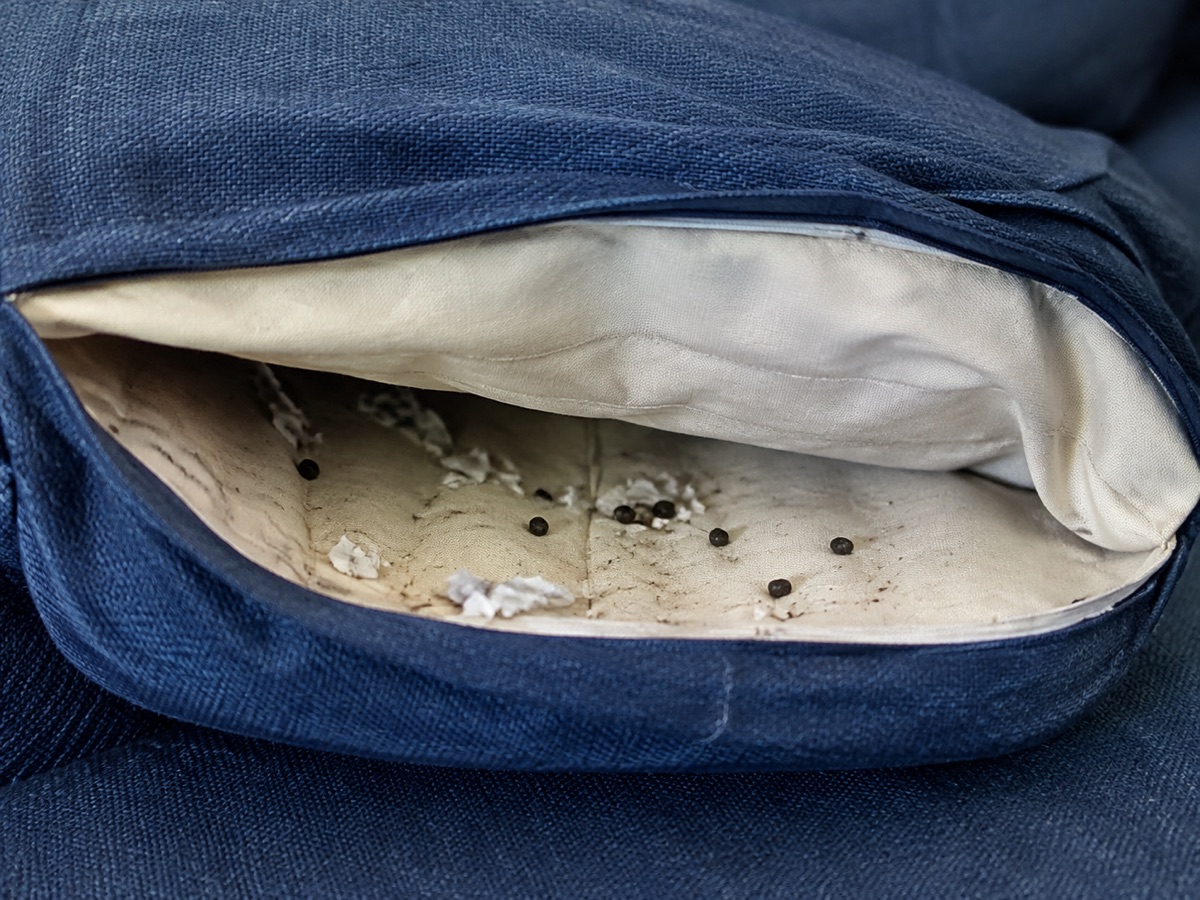 Dunkle Kotspuren im Sofa: Maus, Insekt oder Schmutz?