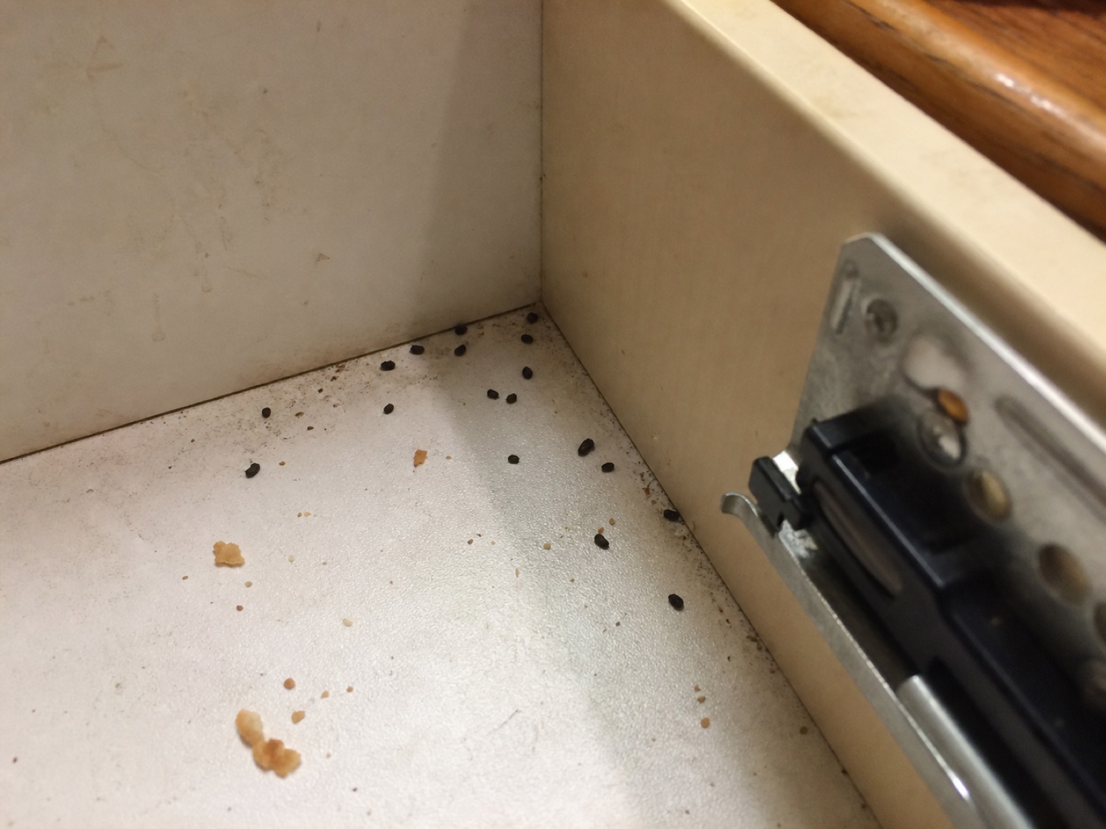 Piccoli escrementi scuri nel cassetto della cucina: blatte o topi?