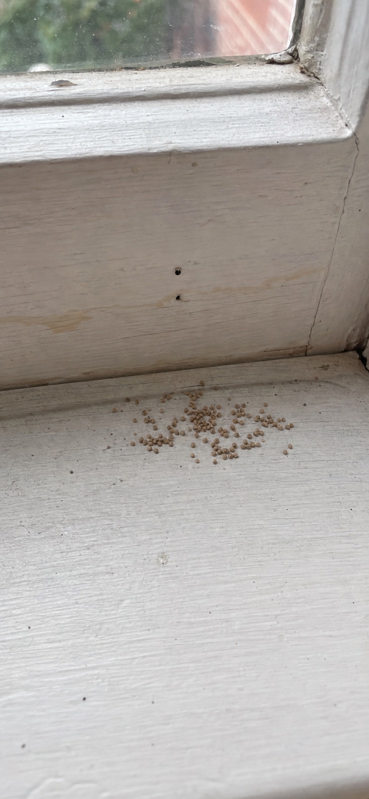 Piccoli granuli beige sotto la cornice: escrementi di termiti o segatura?