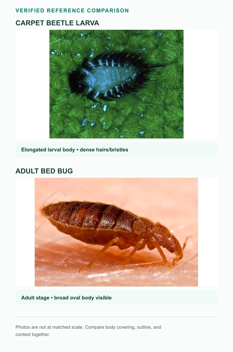 Verified reference comparison of a bristly carpet beetle larva and an adult bed bug photographed from the side.