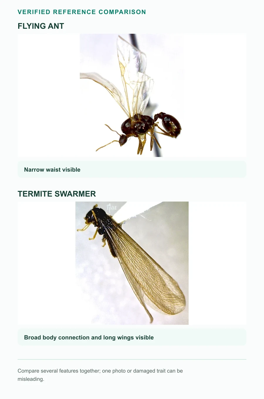 Verified reference comparison of a winged ant and termite swarmer, showing visible waist and wing differences.