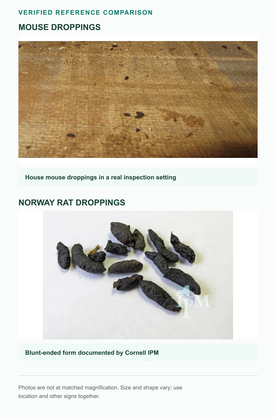 Verified reference comparison of authentic house mouse droppings and Norway rat droppings, shown at unmatched magnification.
