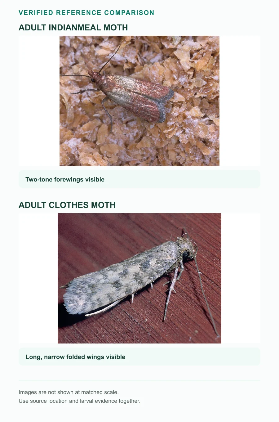 Verified reference comparison of an adult Indianmeal moth and an adult clothes moth, shown at unmatched scale.