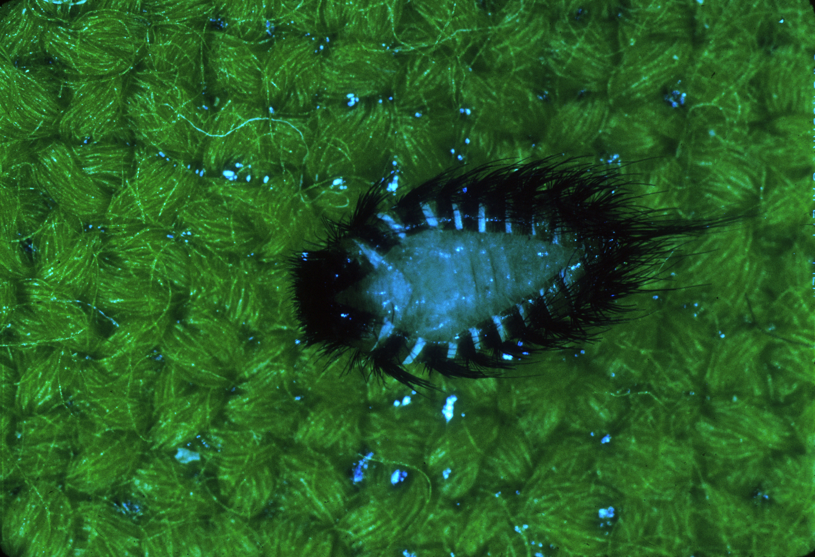 Verified carpet beetle larvae reference