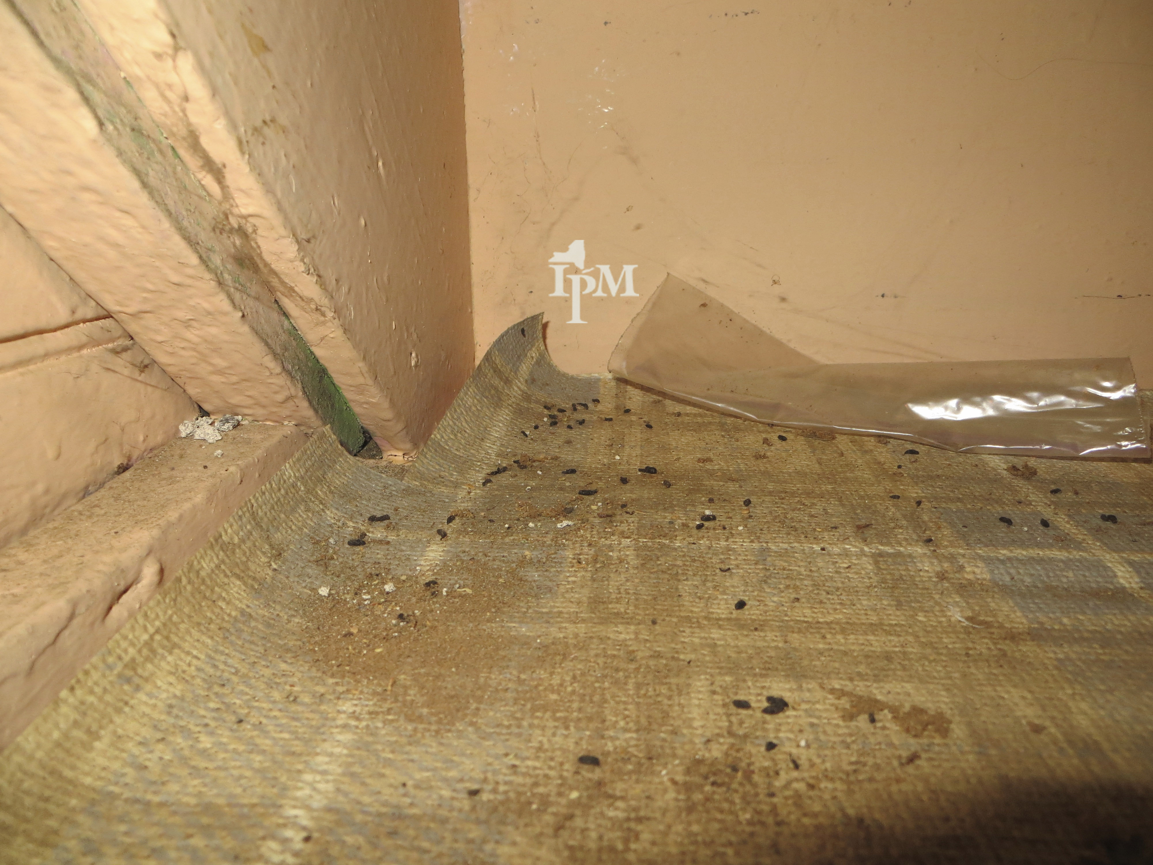 House mouse droppings in a real inspection setting