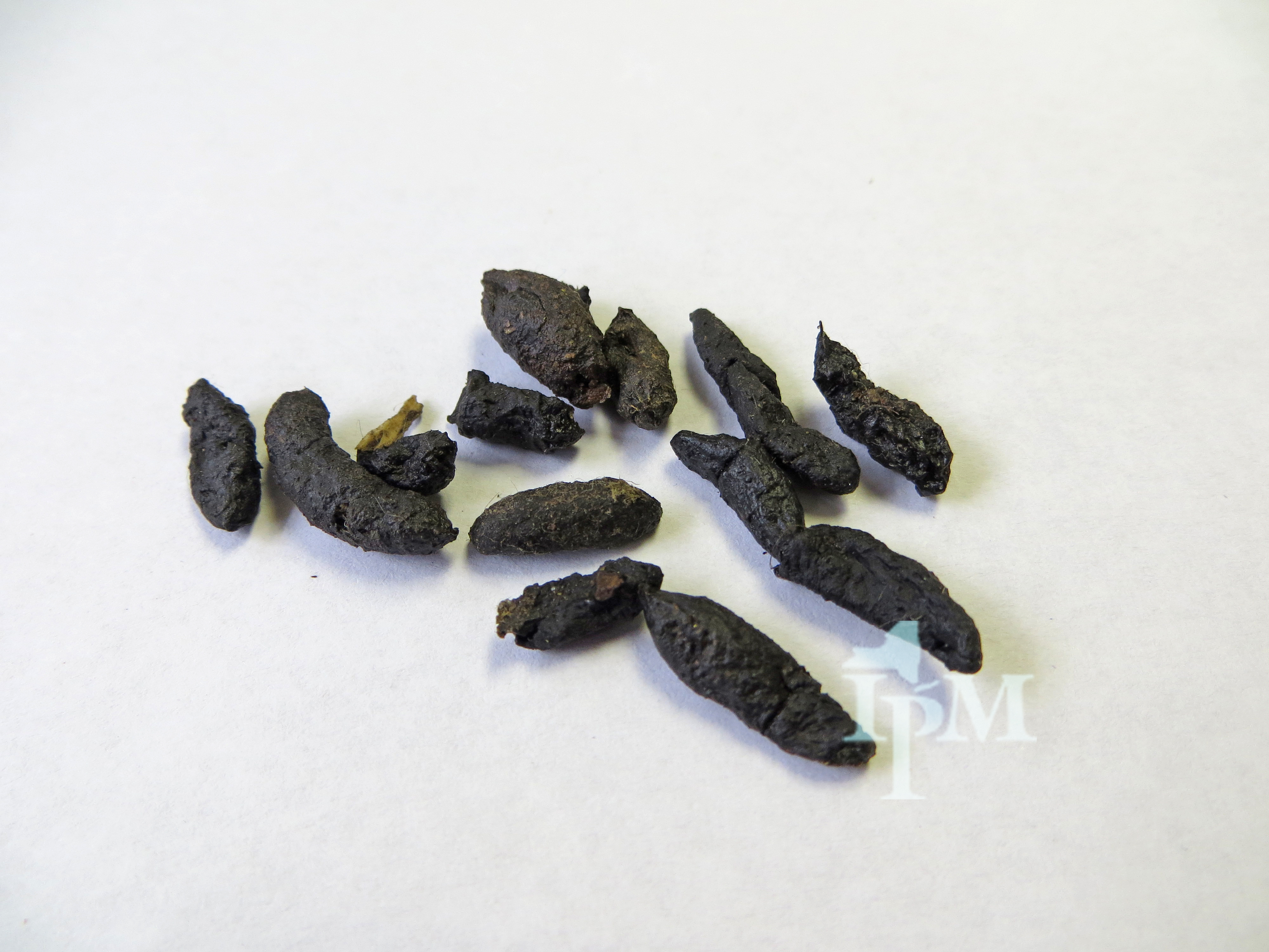 Verified reference photograph of Norway rat droppings from Cornell NYSIPM