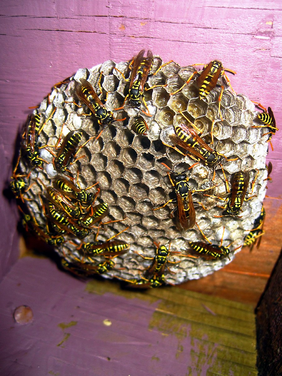 Verified reference photograph of an exposed open-comb paper wasp nest