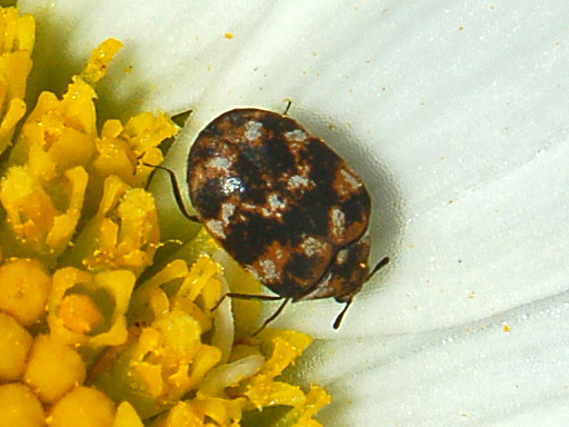 Carpet Beetles