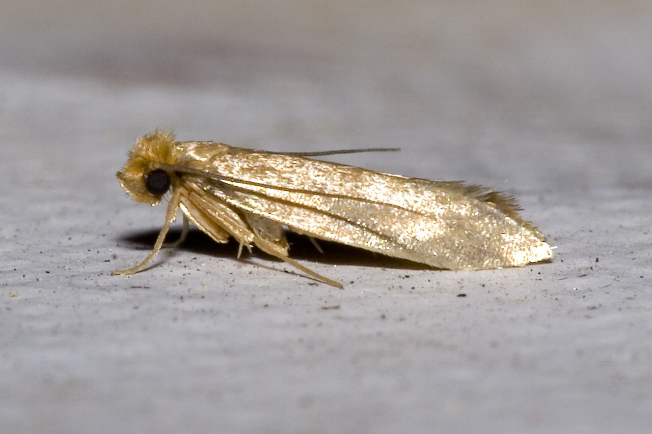 Clothes Moths