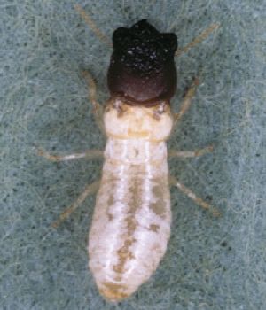 Drywood Termites