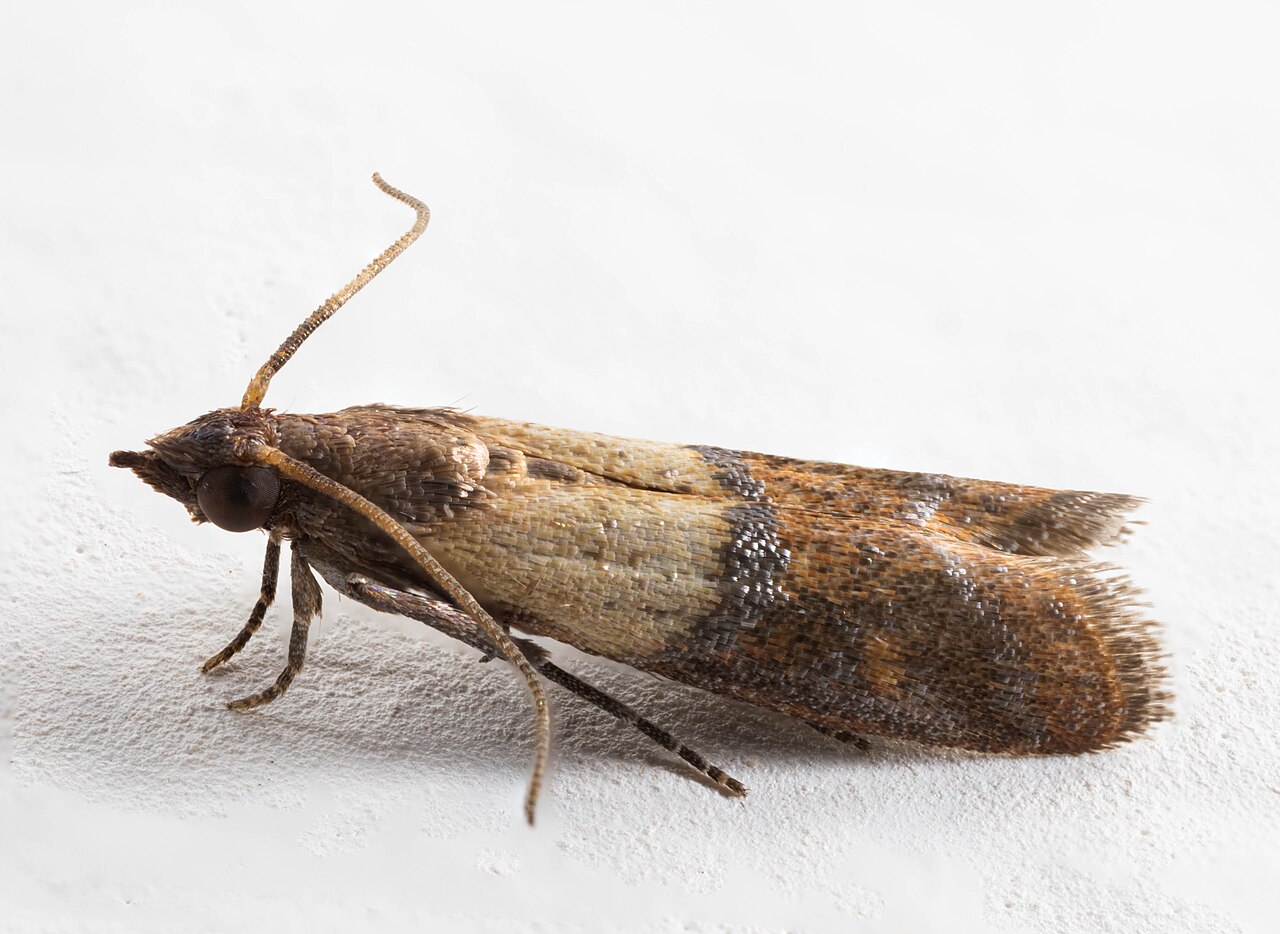 Pantry Moths