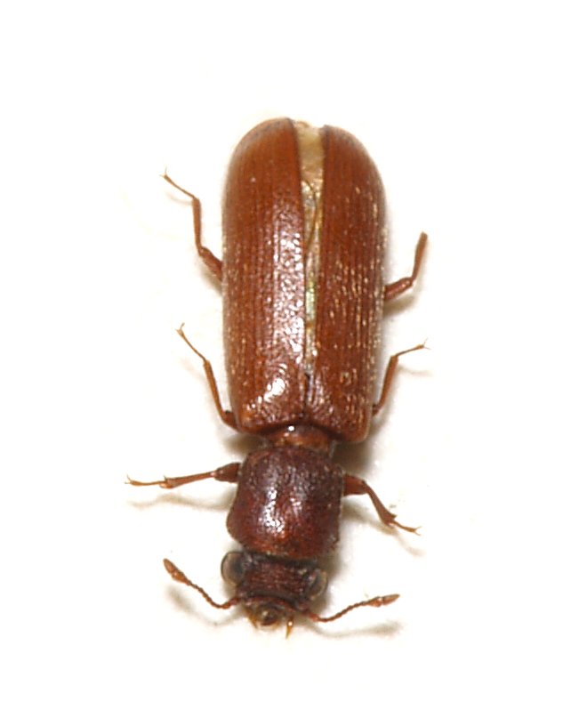 Powderpost Beetles pest identification reference image
