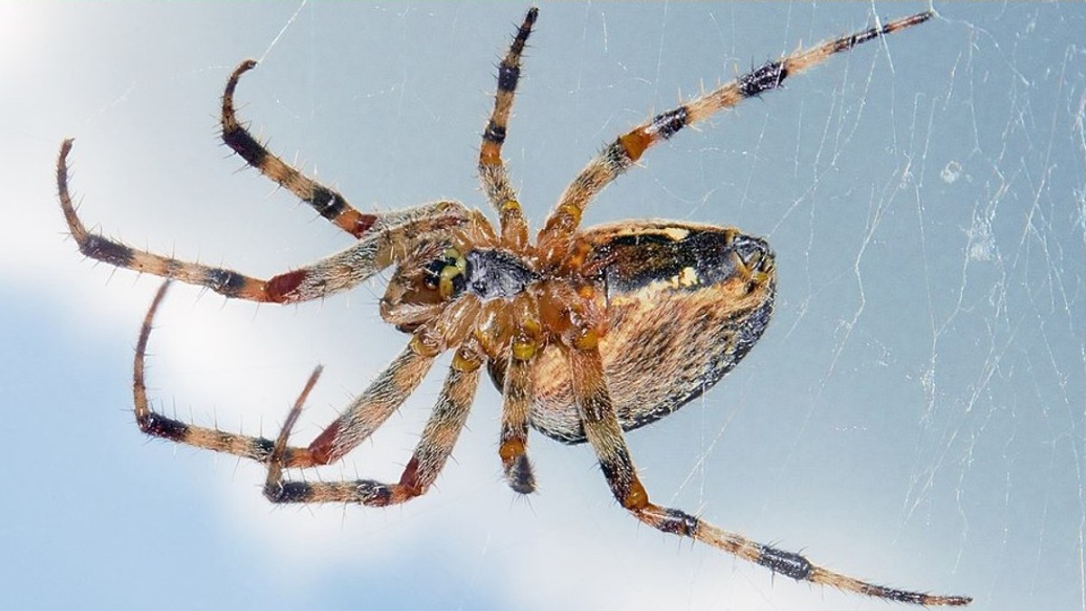 Spiders