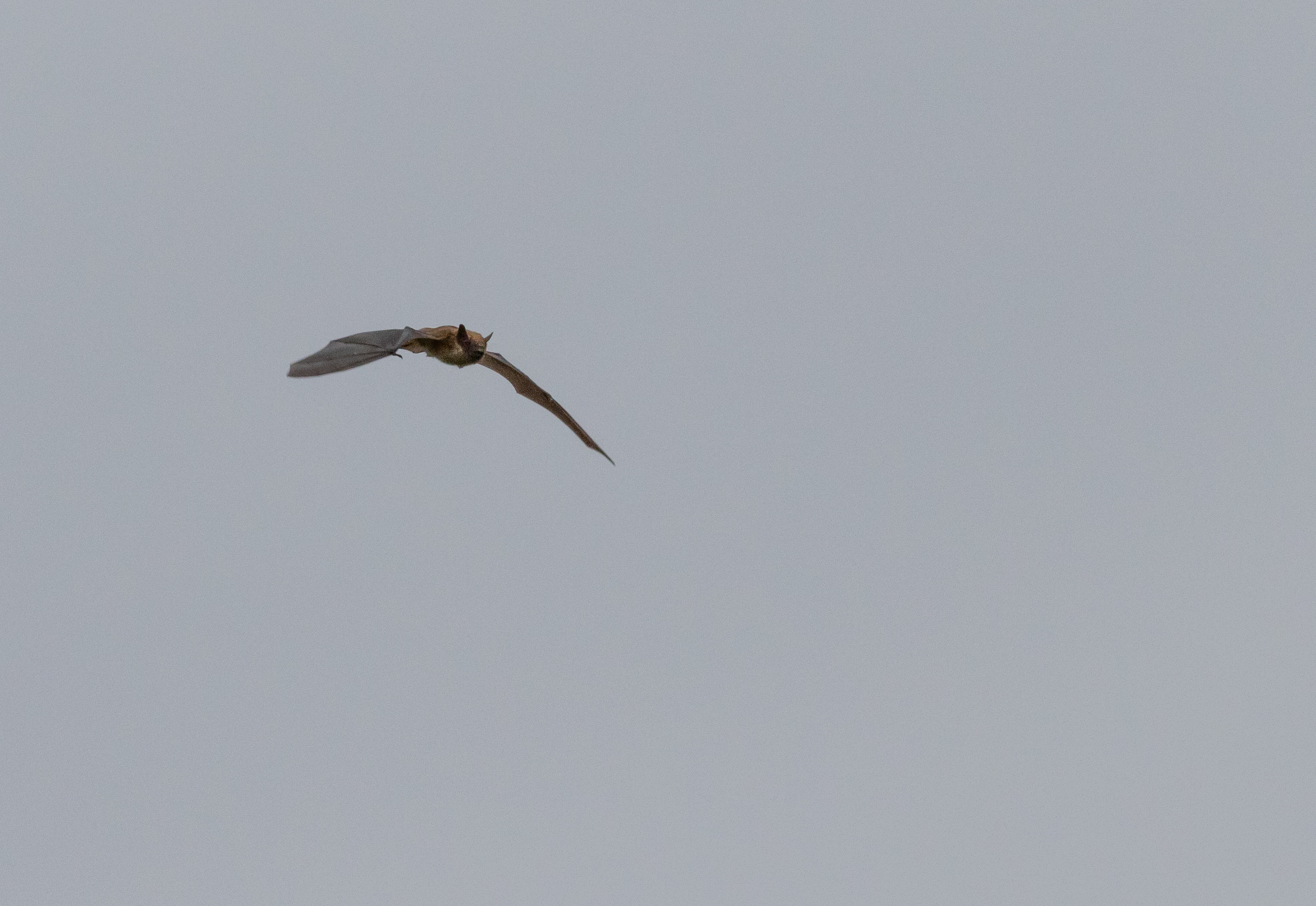 A bat flying outdoors over Minnesota, shown as general wildlife context rather than a species reference