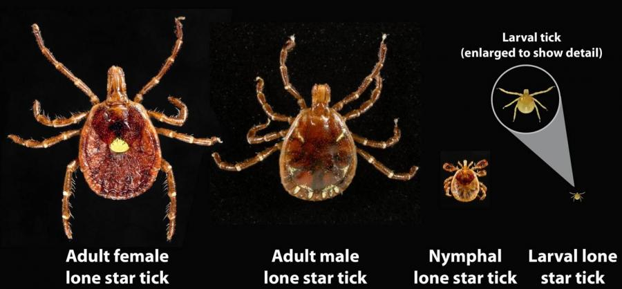 CDC example showing larva, nymph, and adult stages of the lone star tick Amblyomma americanum